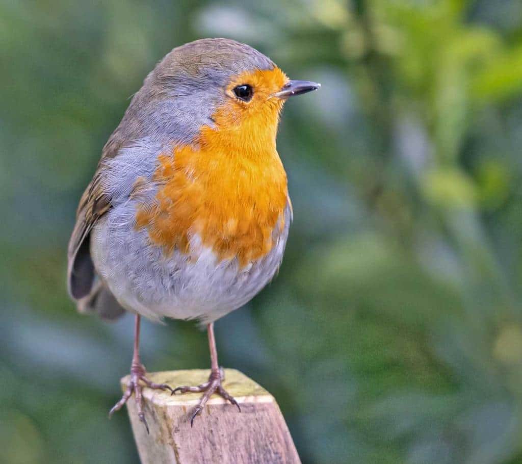 Identifying garden birds, learn to name our singing fluttering garden ...