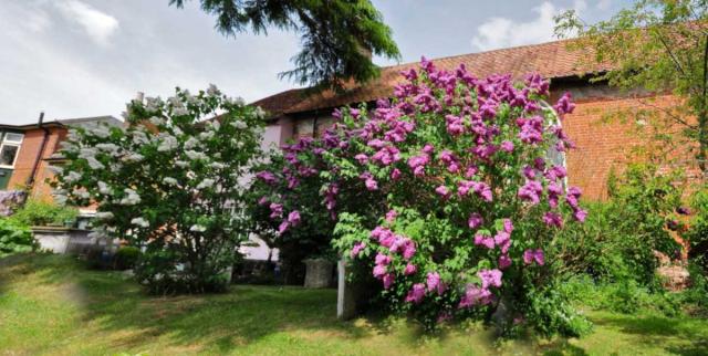 Buddleia - planting, pruning, and care, attracting butterflies & good ...