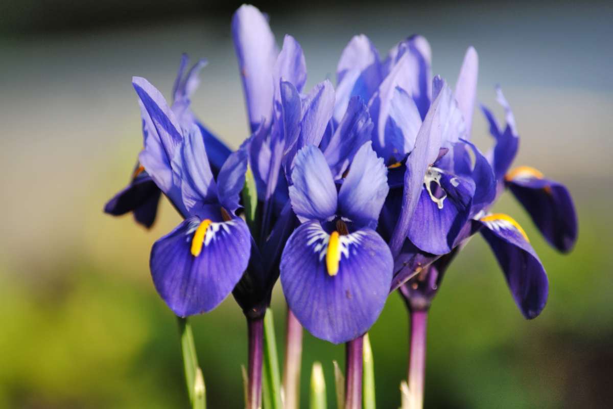 Iris reticulata, a bulb with zero care and short, early wild blue flowers