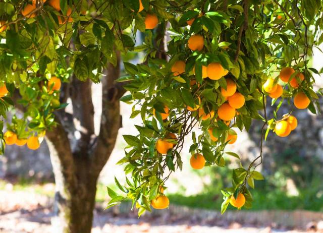 Orange tree - growing, care and harvest