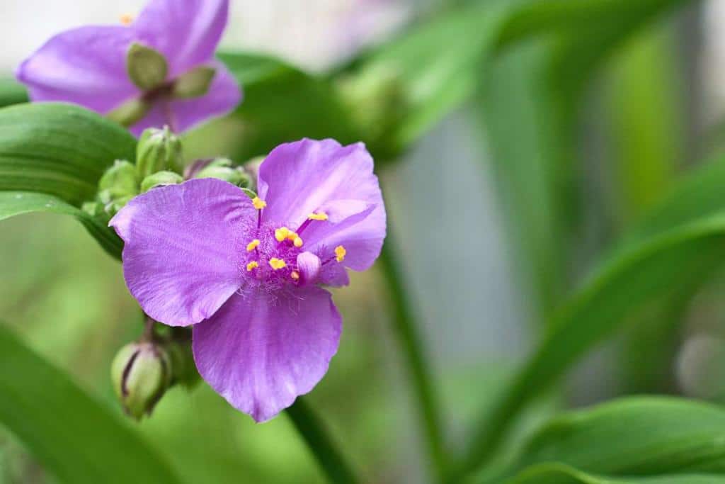 Spiderwort is a family of beautiful leaf and flower plants