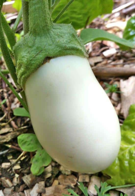 White eggplant, 3 sweet-tasting varieties and how to care for them