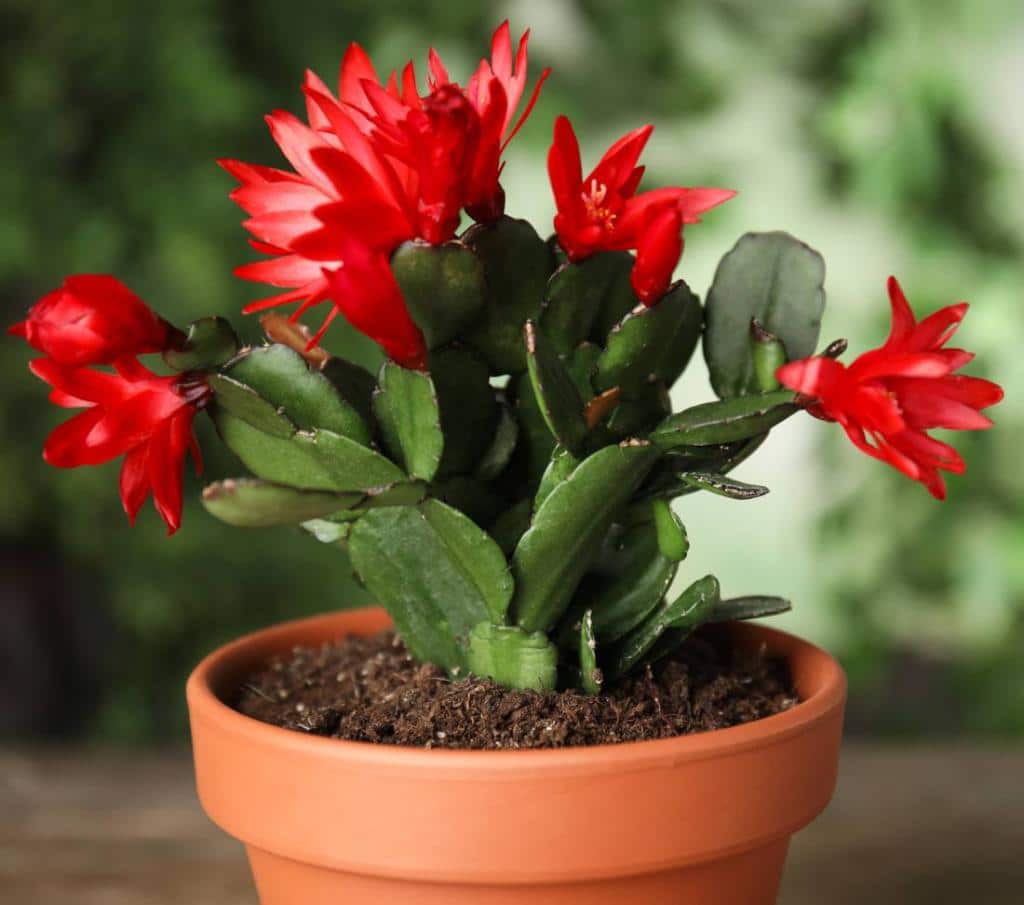 Schlumbergera, Christmas Cactus - How To Care And Blooming