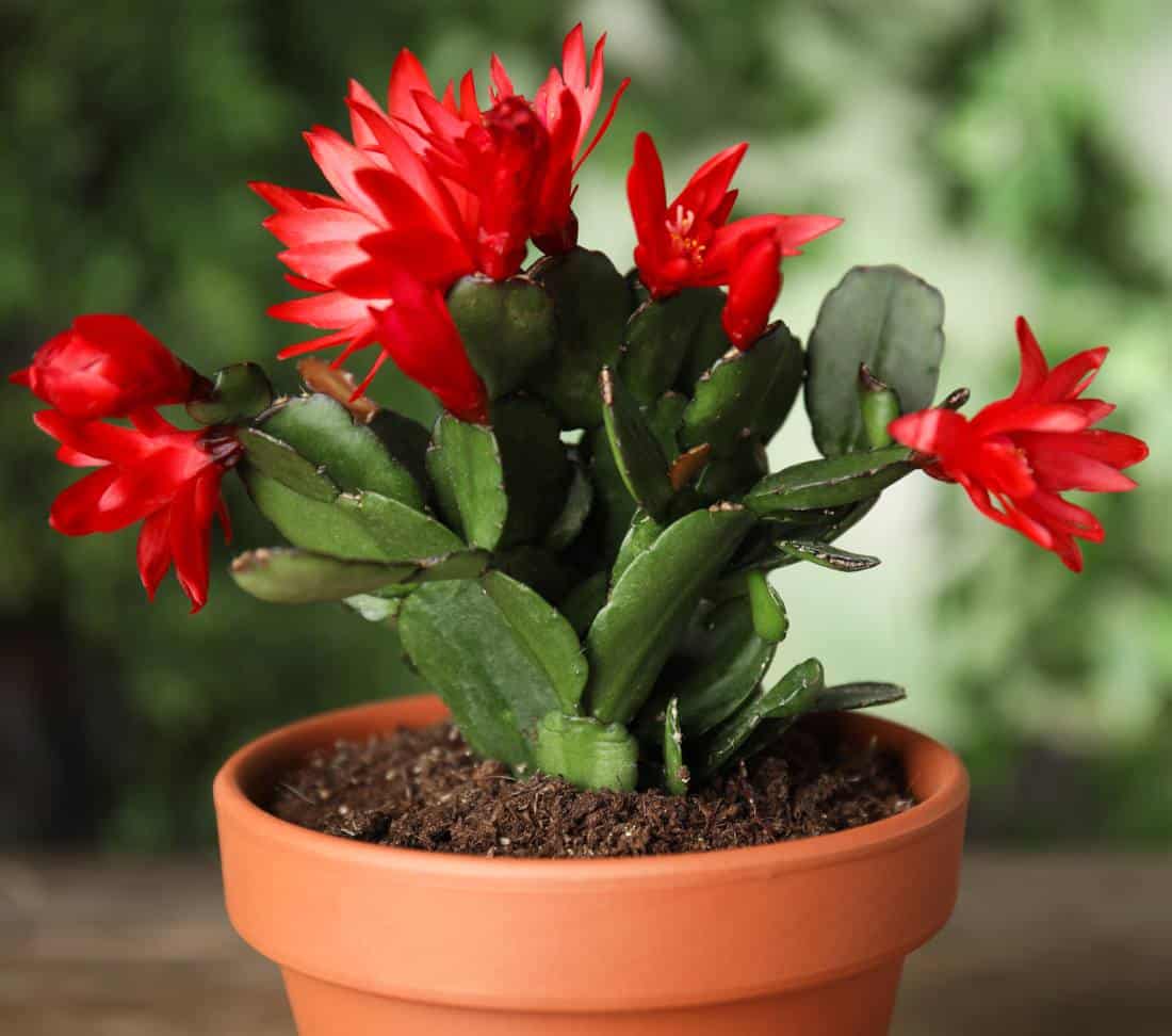 Schlumbergera, Christmas cactus - How to care and blooming