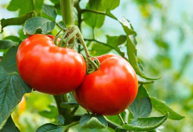 Tomato sowing, start seedlings off well for great tomatoes