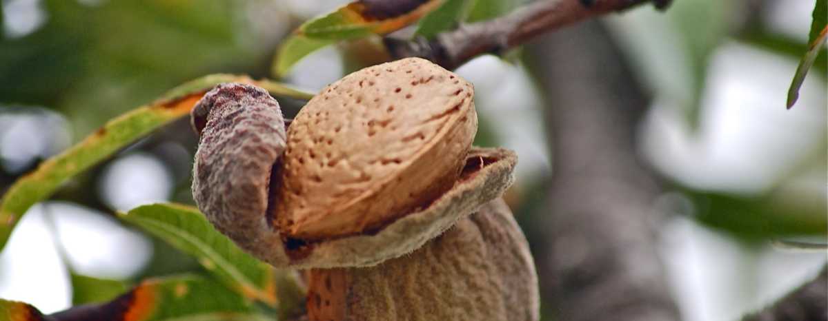 Information about the Almond tree