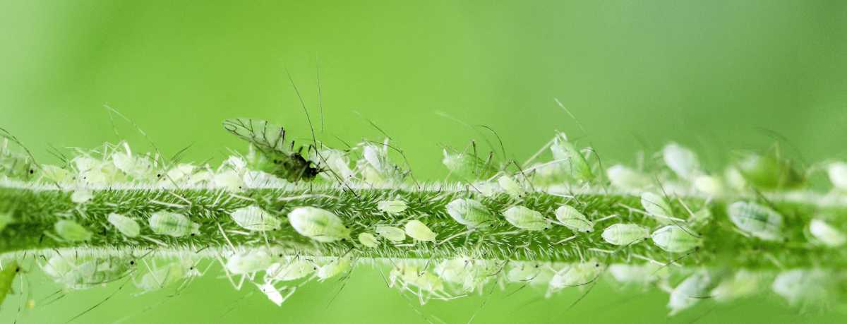 Aphid information