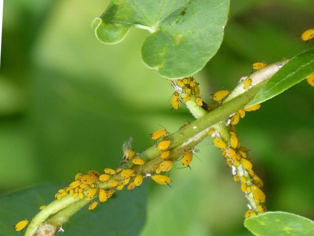 Nasturtiums vs. Aphids - use as a decoy to lure pests away