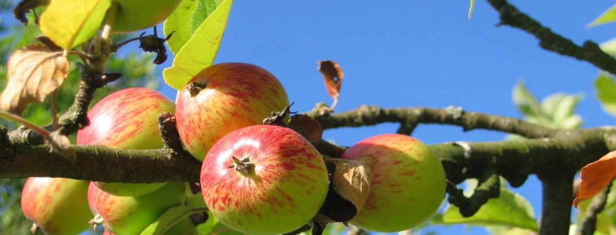Apple tree information