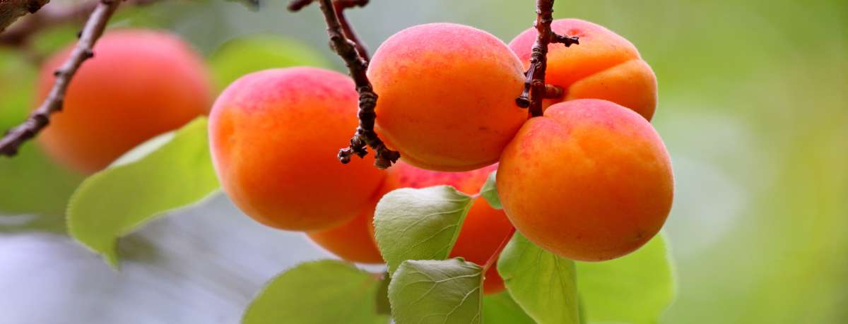 Apricot tree information