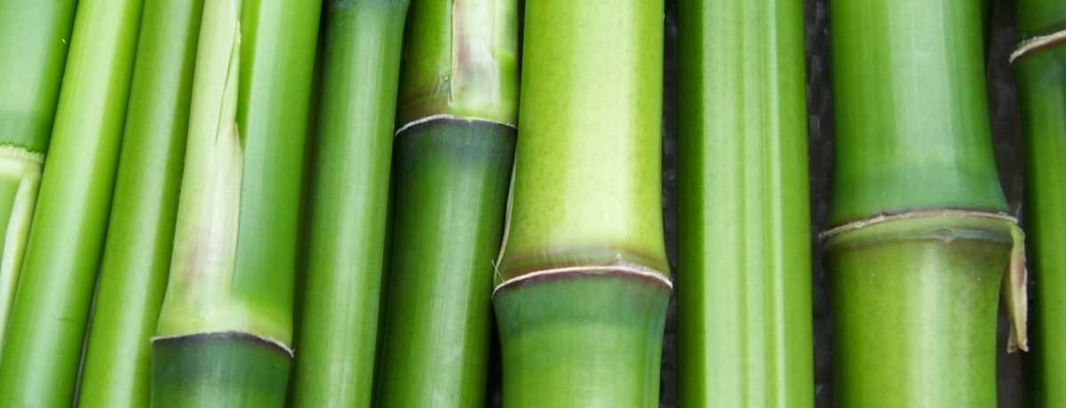 Bamboo information