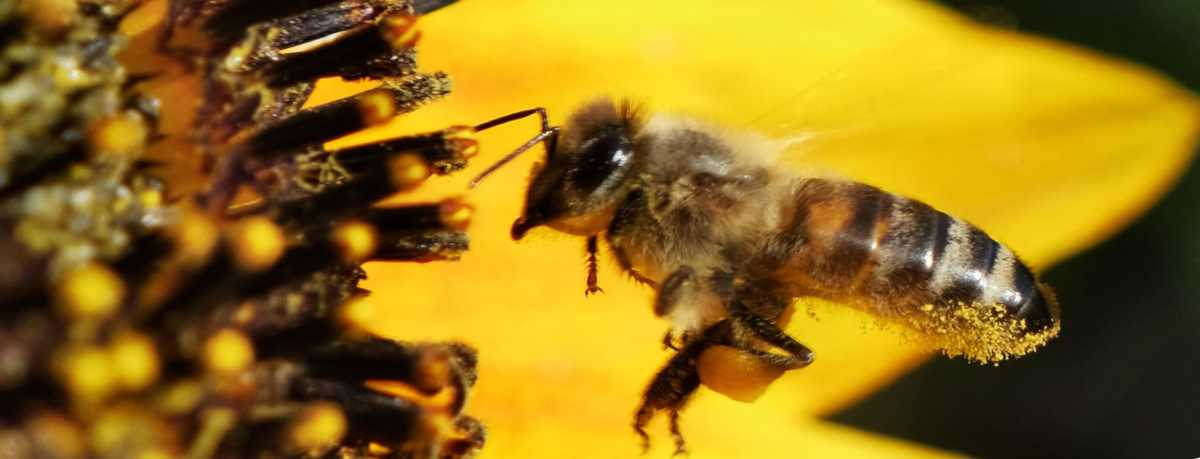 Bee information