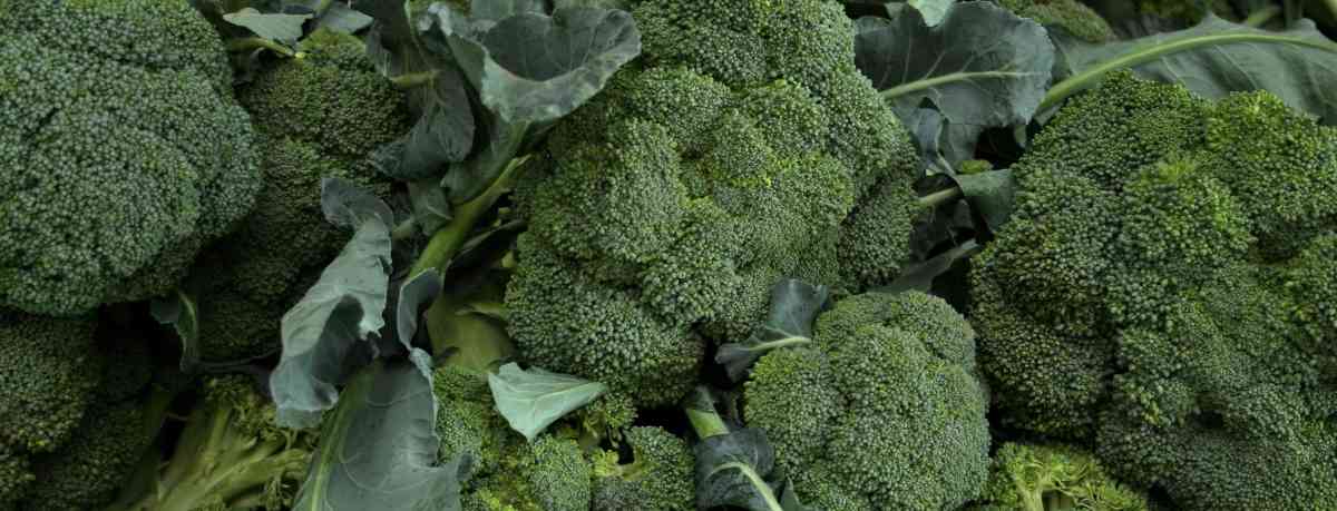 Broccoli information