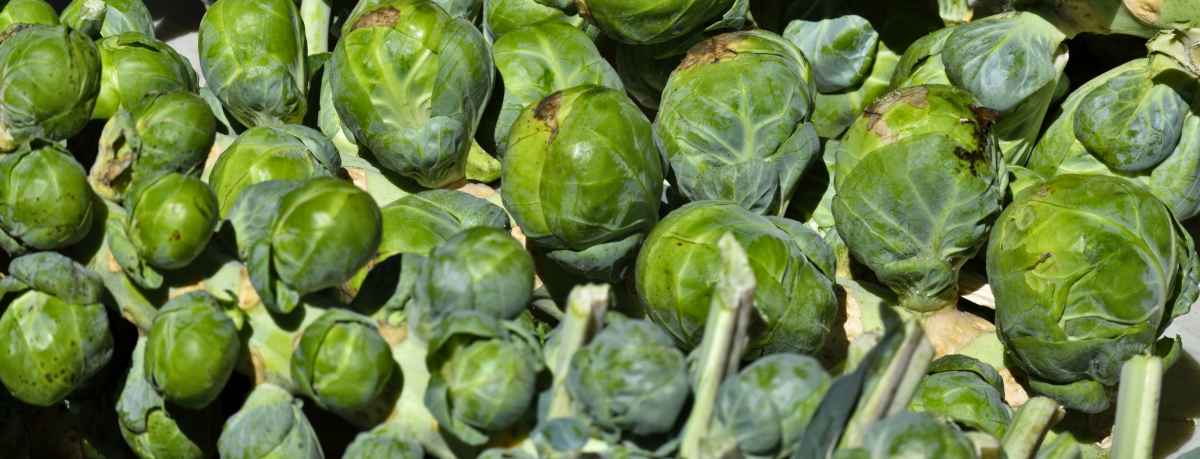 Brussel sprouts information