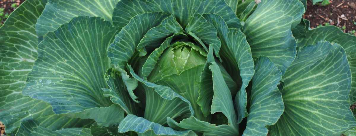 Cabbage information