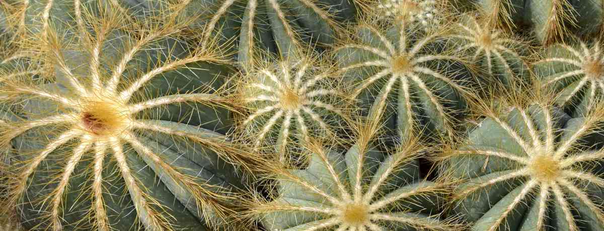 Cactus information