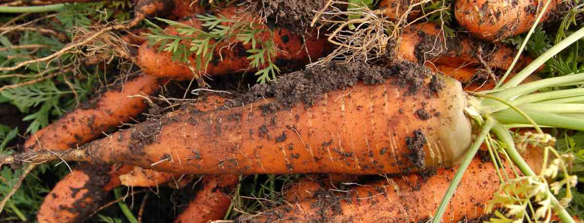 Carrot information