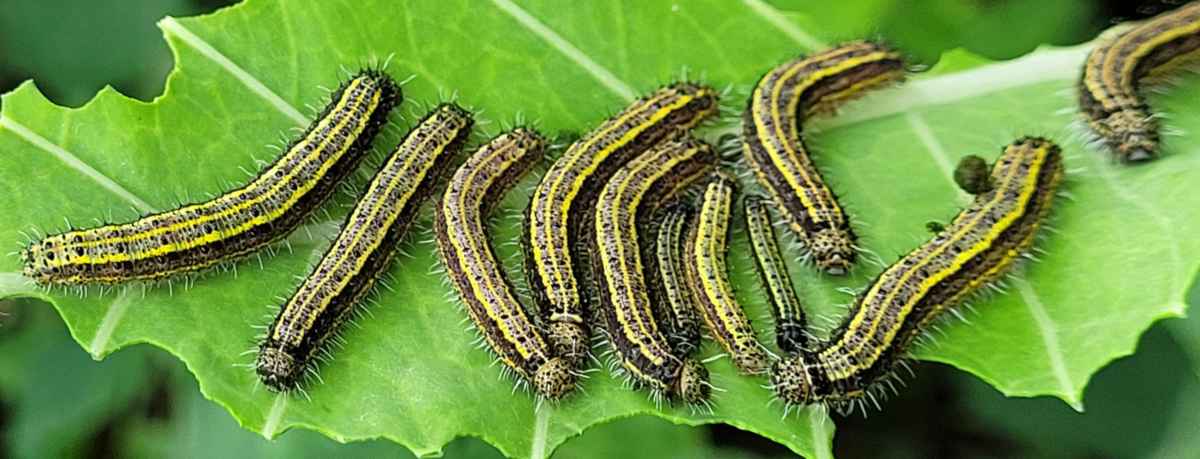 Caterpillar information