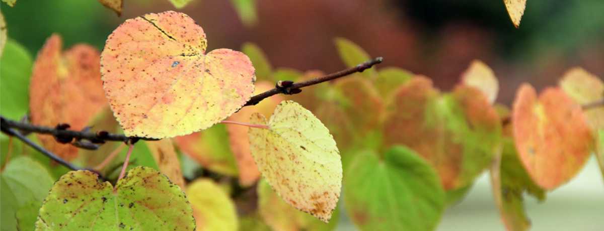 Cercidiphyllum information