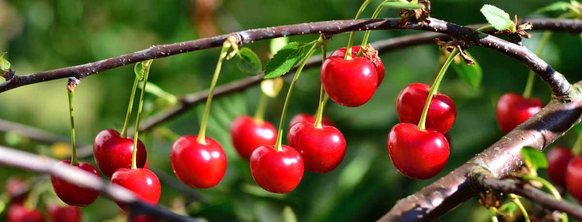 Cherry tree information
