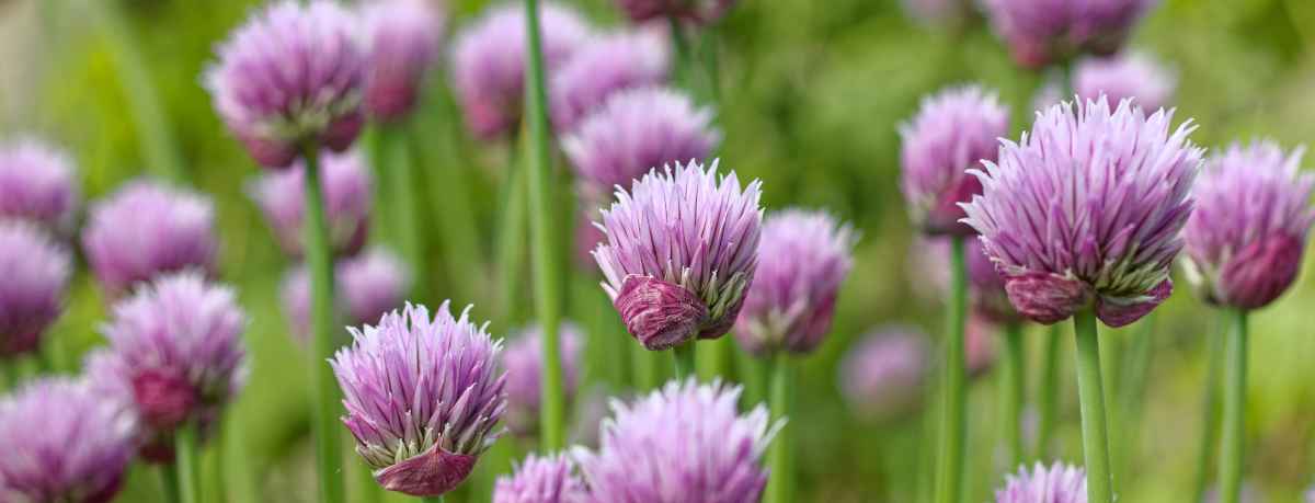 Chives information