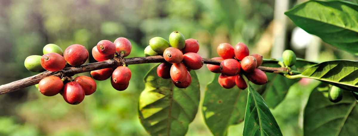 Coffee plant and drink information