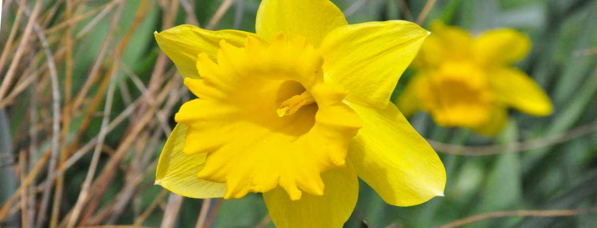 Daffodil information