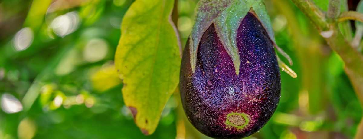 Eggplant information