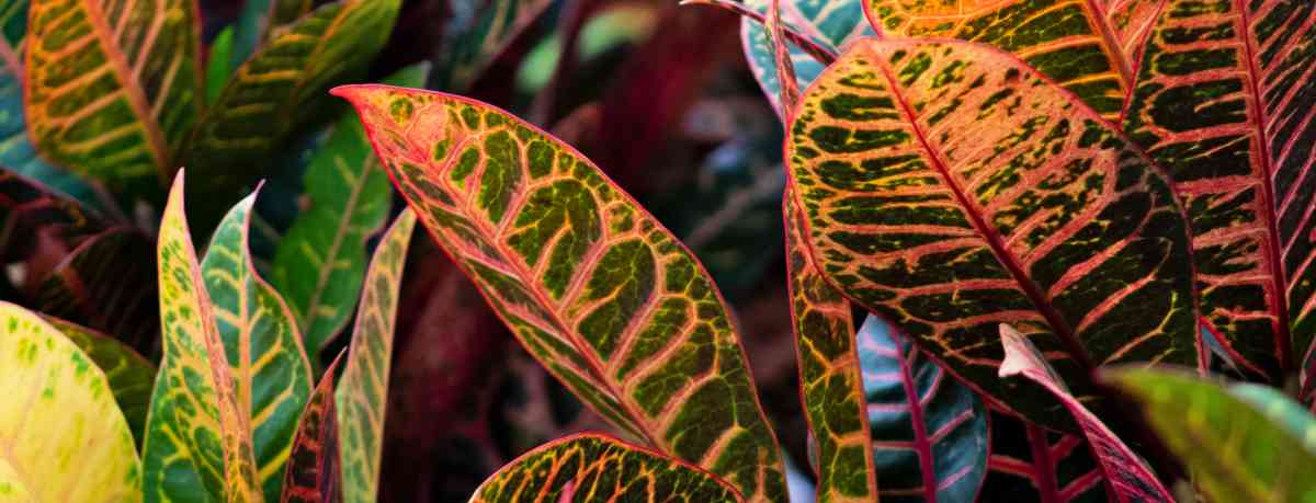 Information about Euphorbiaceae plants