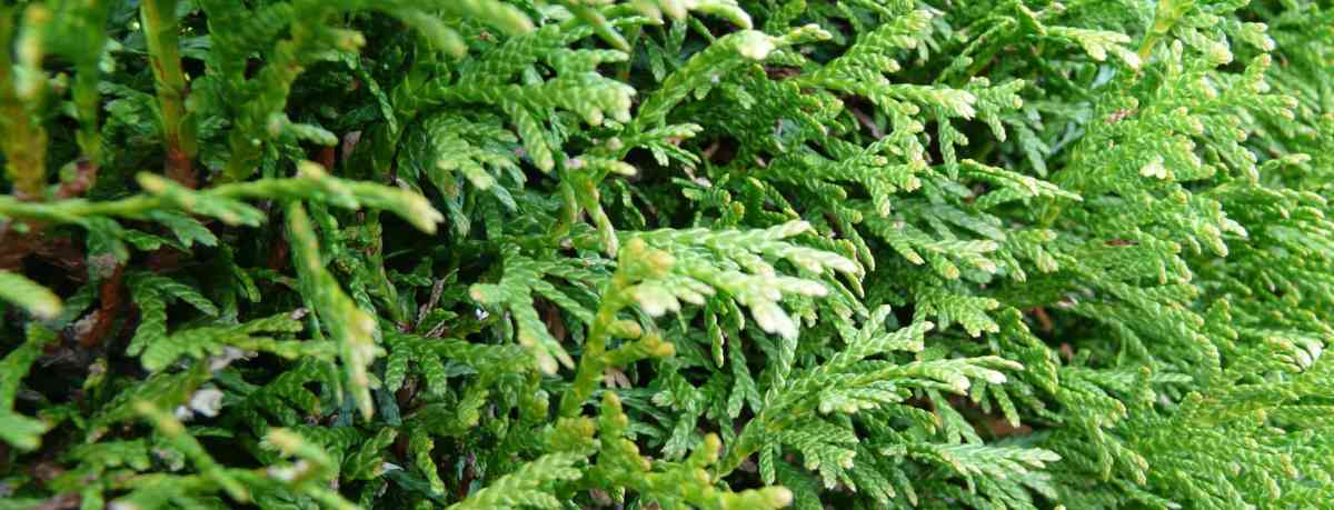 Information about evergreen hedges