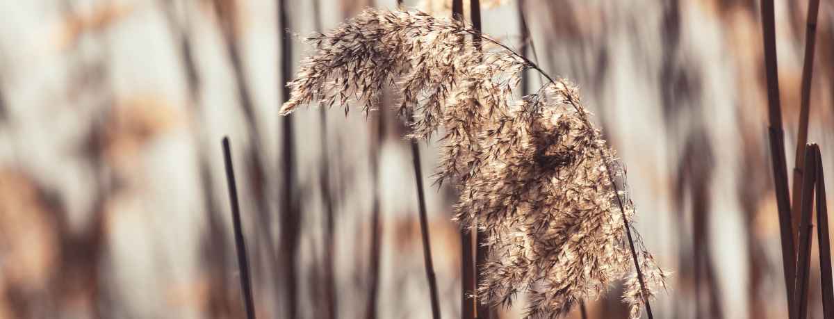 Feather grass information