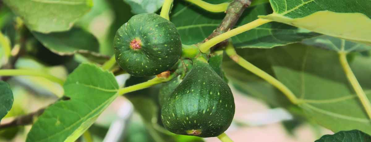 Fig tree information