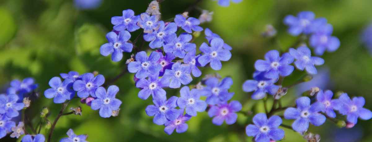 Forget-me-not information