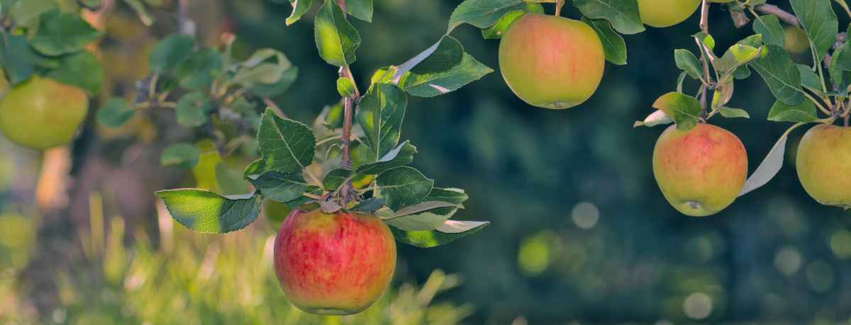 Fruit tree information
