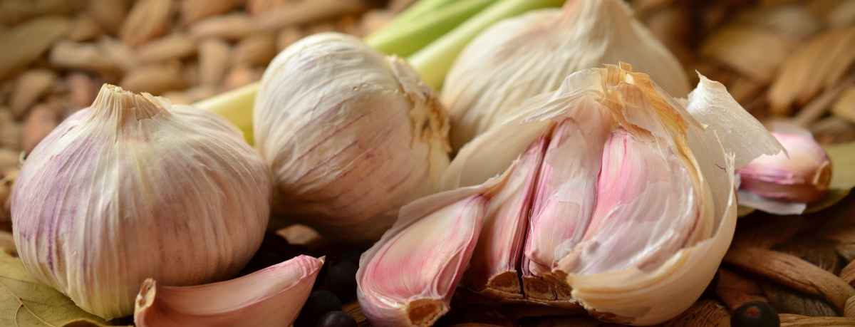 Garlic information