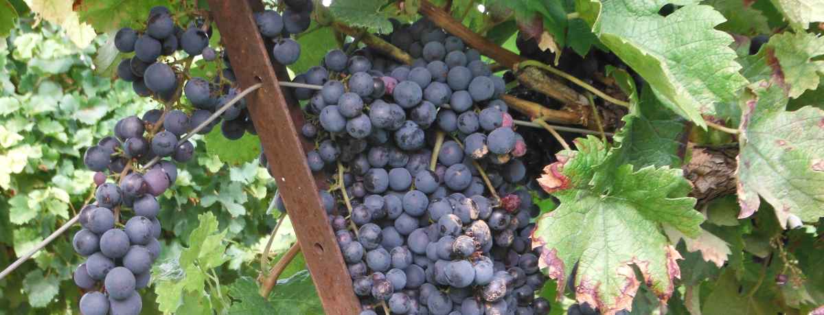 Grape and grapevine information