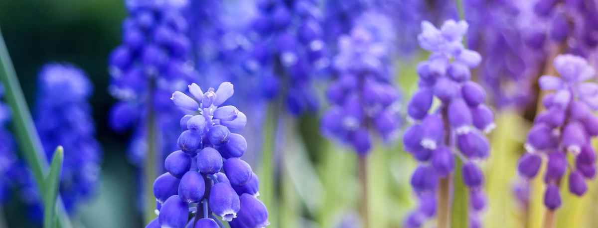 Grape hyacinth information