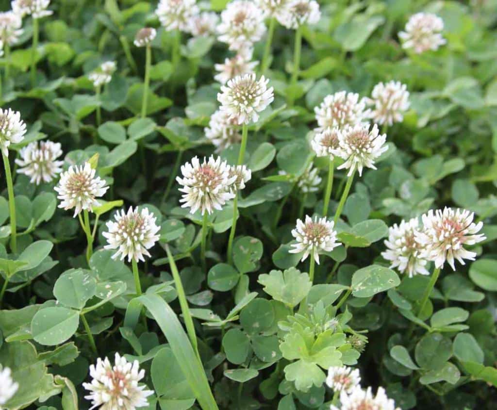 Green manure - an organic way to fertilize your garden