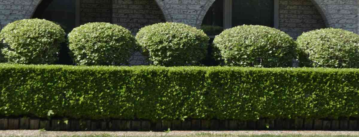Hedge trimming information