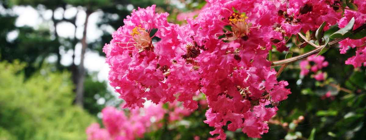 Lagerstroemia indica information