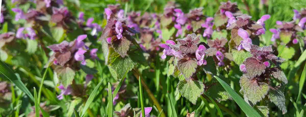 Lamiaceae information