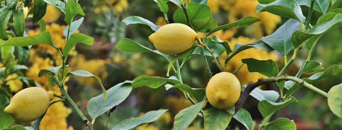 Lemon tree information
