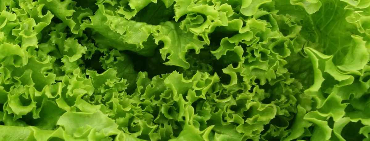 Lettuce information