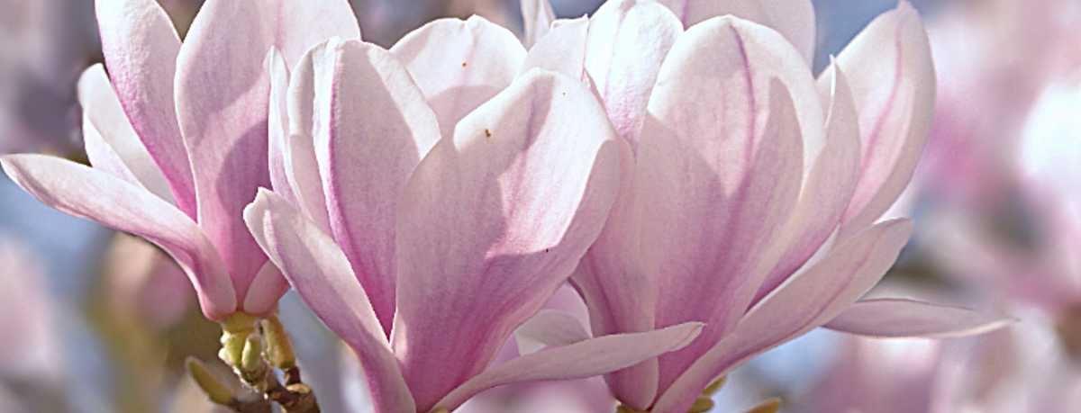 Magnolia information