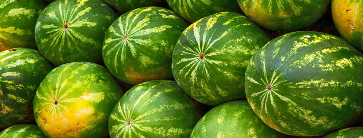 Melon information