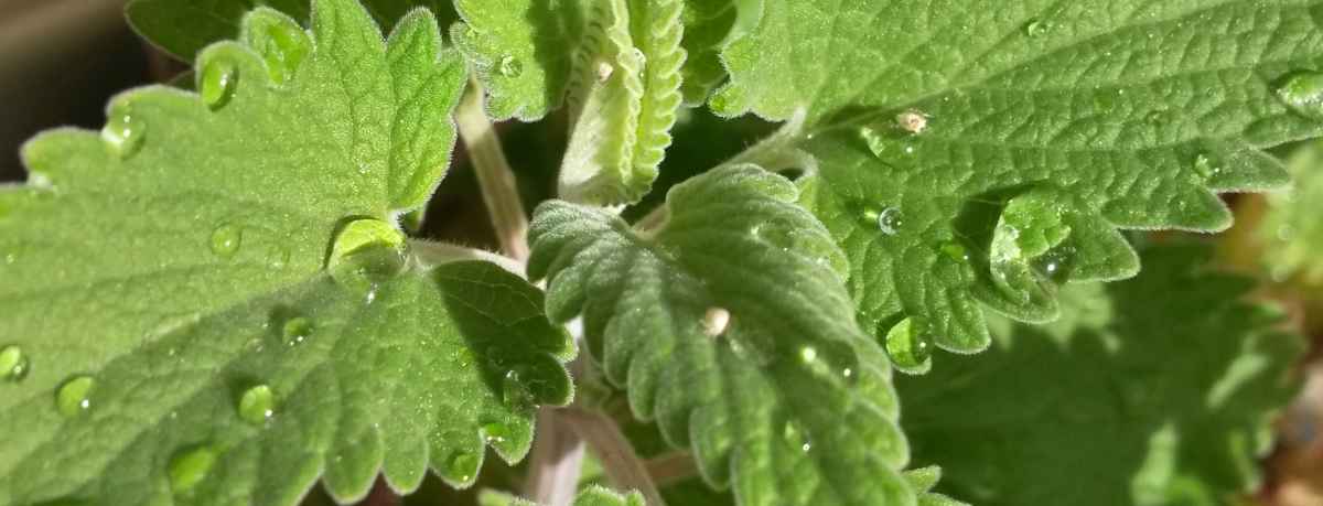 Nepeta information