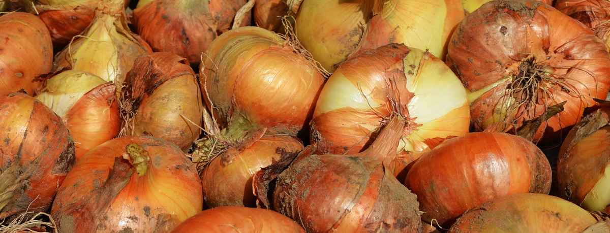 Onion information
