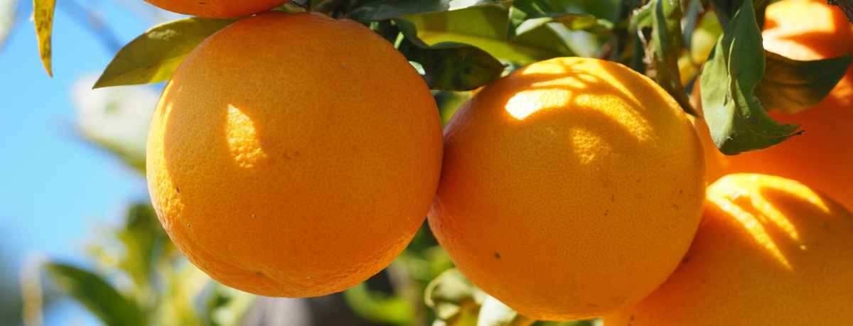 Orange tree information
