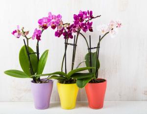 Phalaenopsis orchid - blooming, care & growing guide