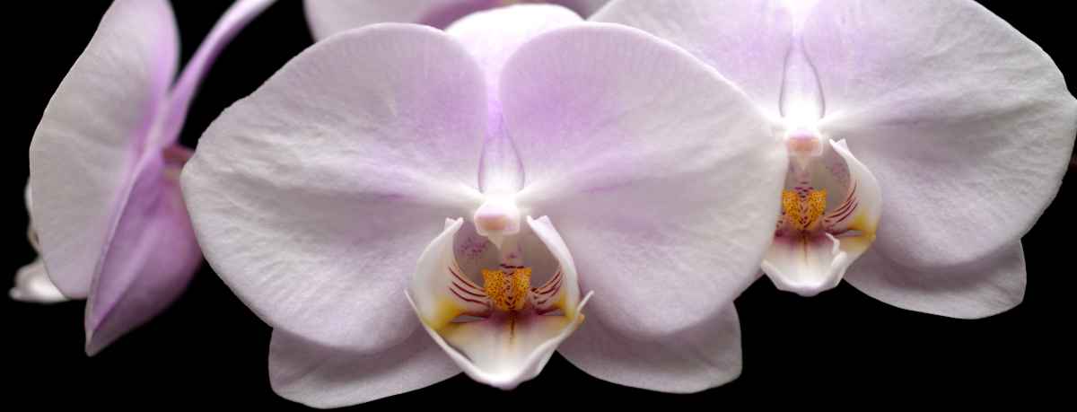 Orchid information